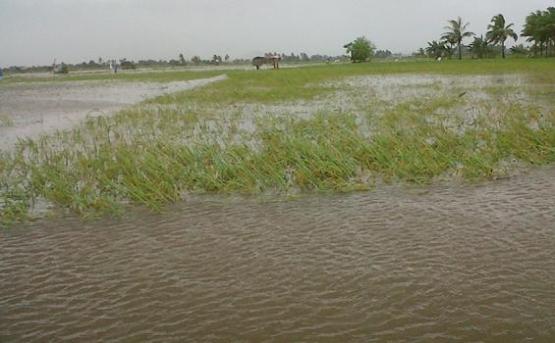 Sawah onder water, weg oogst.